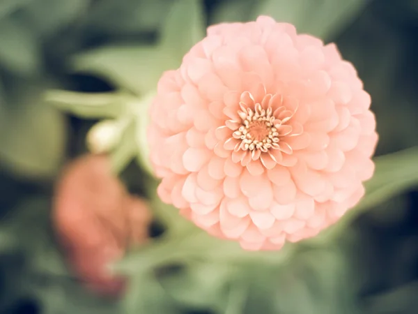 pink round flower close-up, natural texture and rhythm  green nature background