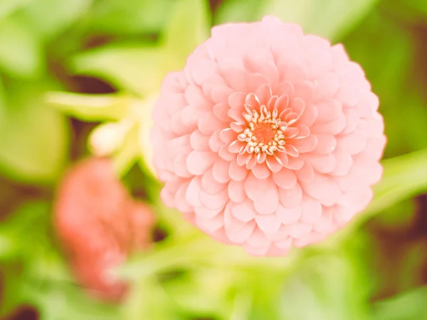 pink round flower close-up, natural texture and rhythm  green nature background