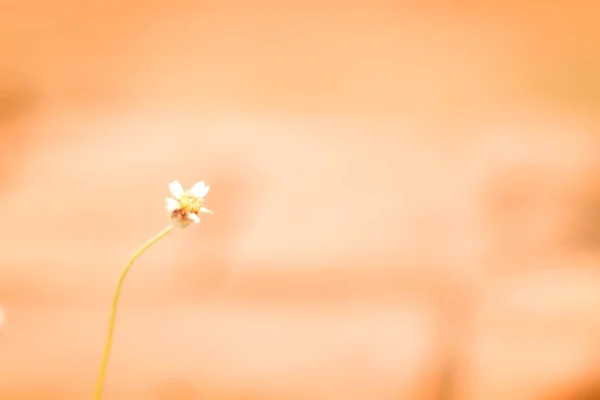 Flor de hierba borrosa sobre fondo verde con enfoque suave mini flores en el fondo del jardín — Foto de Stock