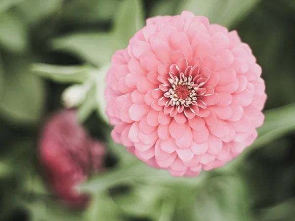 pink round flower close-up, natural texture and rhythm  green nature background