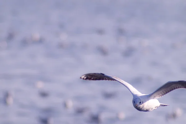 Möwenflug, Seevögel fliegen durch blauen Himmel Blaues Meer weiß heller Ton Natur kann Ihren Tag vom Alltag zurückziehen leben Reise Seenlandschaft verschwimmen blauer Ton Hintergrund — Stockfoto