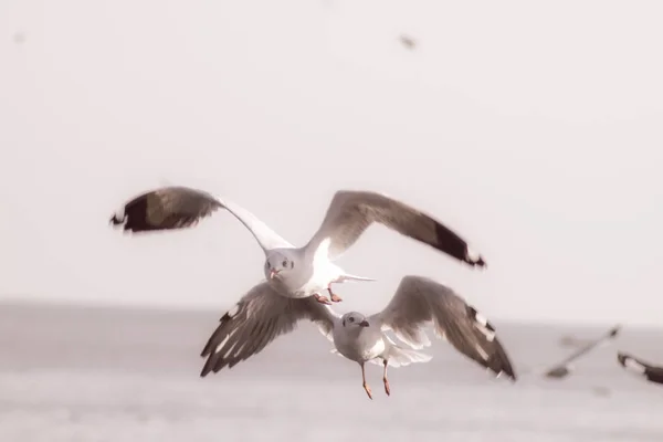 Seagull Flight, Oiseau de mer volant à travers le ciel bleu bleu mer blanc ton vif la nature peut battre en retraite votre journée de la vie quotidienne voyage paysage marin flou fond ton bleu — Photo