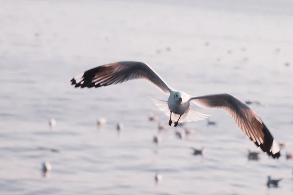 Möwenflug, Seevögel fliegen durch blauen Himmel Blaues Meer weiß heller Ton Natur kann Ihren Tag vom Alltag zurückziehen leben Reise Seenlandschaft verschwimmen blauer Ton Hintergrund — Stockfoto