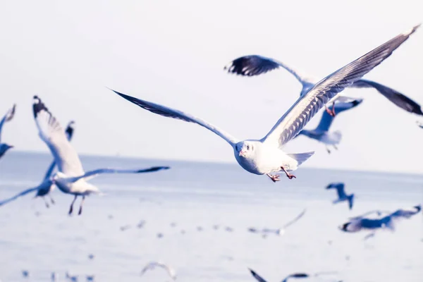 Möwenflug, Seevögel fliegen durch blauen Himmel Blaues Meer weiß heller Ton Natur kann Ihren Tag vom Alltag zurückziehen leben Reise Seenlandschaft verschwimmen blauer Ton Hintergrund — Stockfoto