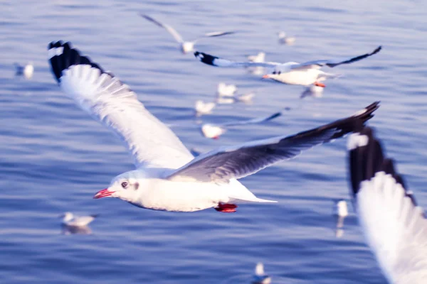 Полет чайки, морская птица, летящая по синему небу Синее море Синее море, белый яркий тон природа может отступить от повседневной жизни, живые путешествия морской пейзаж размыть синий тон фона — стоковое фото