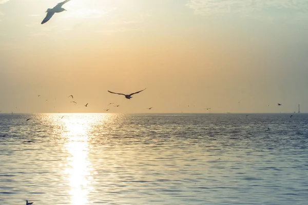 Gaivotas voando ao pôr do sol baunilha céu pequenas nuvens brancas sobre o mar tranquilidade bela natureza fundo — Fotografia de Stock