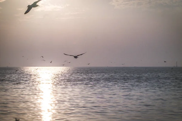 Gaivotas voando ao pôr do sol baunilha céu pequenas nuvens brancas sobre o mar tranquilidade bela natureza fundo — Fotografia de Stock