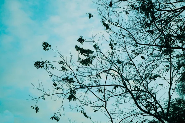 푸른 하늘을 배경으로 한 말린 나무, 아름다운 여름날, 자연 배경의 아름다운 — 스톡 사진