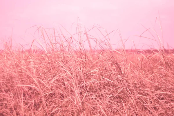 プリティフィールドピンクグラス自然愛の背景 — ストック写真