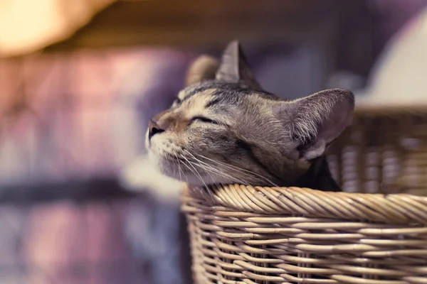 Портрет закрыть Маленький коричневый кот спит в корзине фоне — стоковое фото