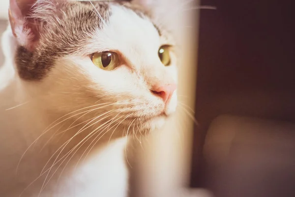 Curioso ca gato preto e branco fechar o rosto para cima belos olhos amarelos olhando. Retrato bonito gatinho — Fotografia de Stock