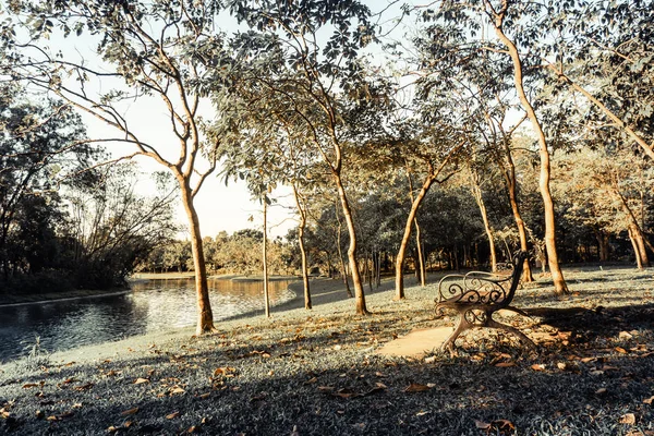 Деревянная скамейка в парке при солнечном свете расслабляет природу — стоковое фото
