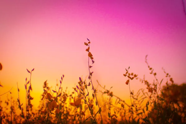 Flower field again beautiful sunset sky turn shade of pink yellow colorful moment background — Stock Photo, Image