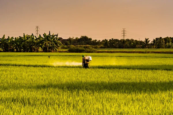 Rolnik oprysków insektycydów, w polach ryżowych w procesie rolnictwa wieczorem w Tajlandii — Zdjęcie stockowe