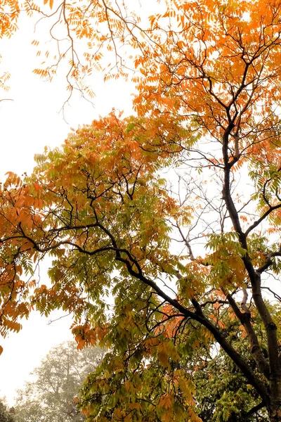 Bright orange leaves of a maple tree with contrasting dark branches creating an autumn or fall colotful background — Stock Photo, Image