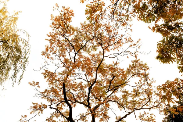 Folhas alaranjadas brilhantes de uma árvore de bordo com ramos escuros contrastantes que criam um outono ou caem fundo colorido — Fotografia de Stock