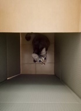 Bir karton kutu içinde sevimli komik merak tabby kedi yavrusu