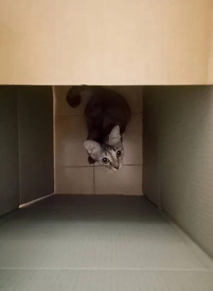 Adorável engraçado curiosidade tabby gatinho em uma caixa de papelão — Fotografia de Stock