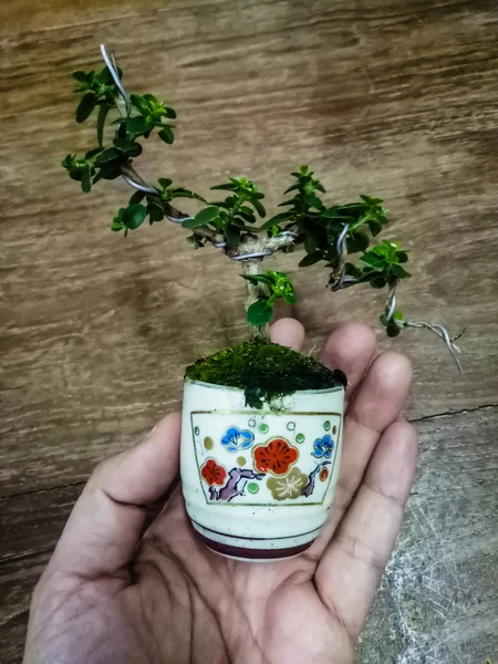 Mano sosteniendo poco bonsái en maceta Jardín botánico para hobby — Foto de Stock