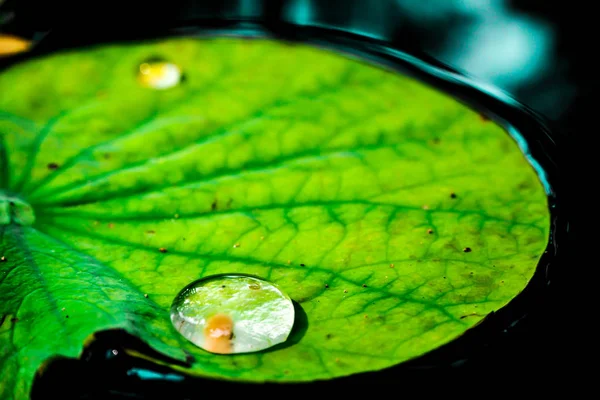 Goccia d'acqua sulla rugiada foglia di loto verde al mattino — Foto Stock