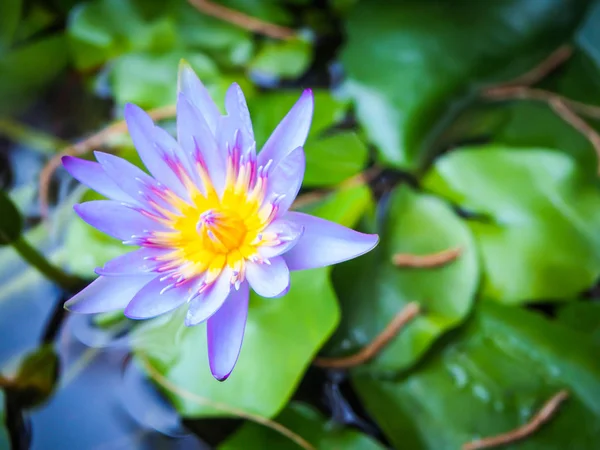 プール内の紫色の蓮の花のクローズアップ. — ストック写真