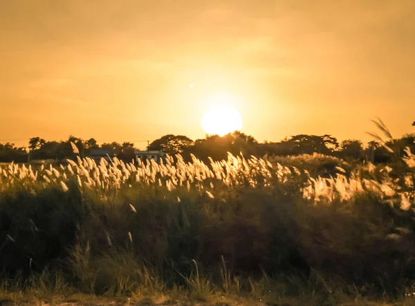 Selective soft focus of beach dry grass, reeds, stalks blowing in the wind at golden sunset light, orange sky,copy space/ Nature, summer, grass concept