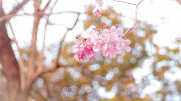 Mooie roze lente bloesem bloemen op een boomtak zachte focus vervagen natuur achtergrond — Stockfoto