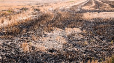 Orman yangını, yanan çimenler ve küçük ağaçlar. ateş çimleri ve dalları yakar.kirlilik.toprak fikrini kurtar
