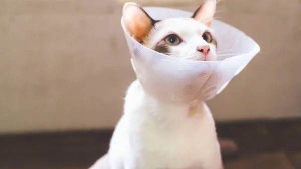 Кіт з коміром, кіт після операції, біль у котів, хворобливі домашні тварини , — стокове фото
