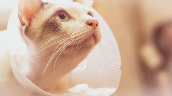 Кошка с воротником, кошка после операции, боль у кошек, болезненные домашние животные , — стоковое фото