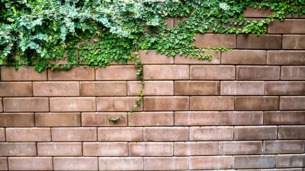 Gamla konsistens tegelvägg bakgrund täckt av murgröna — Stockfoto