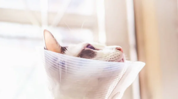 Kat met kraag, kat na de operatie, pijn bij katten, pijnlijke huisdieren, — Stockfoto