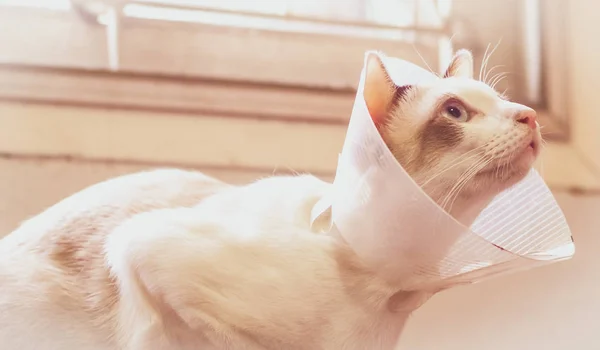 Katze mit Halsband, Katze nach Operation, Schmerzen bei Katzen, schmerzhafte Haustiere, — Stockfoto