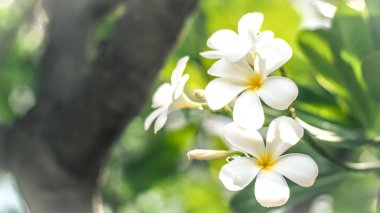 Güzel beyaz plumeria rubra çiçek