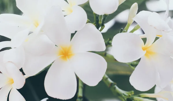 Belle fleur blanche plumeria rubra — Photo