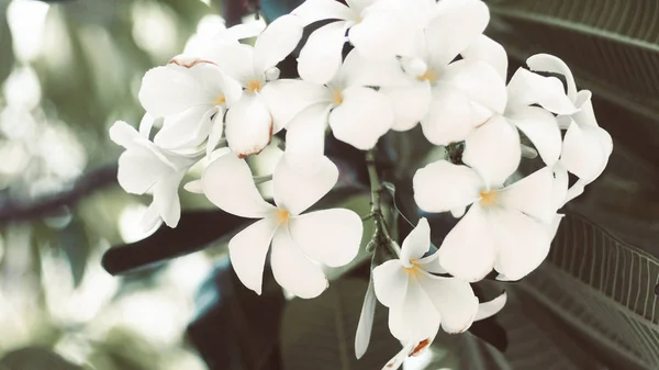 Bela flor de rubra plumeria branca — Fotografia de Stock