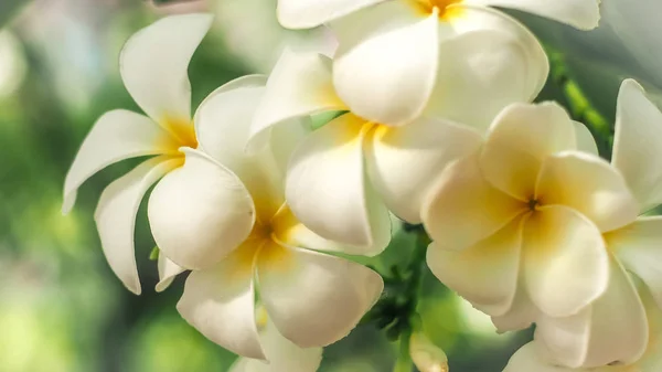 Belle fleur blanche plumeria rubra — Photo