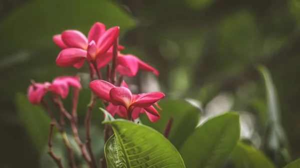 Belle fleur rouge Plumeria rubra — Photo