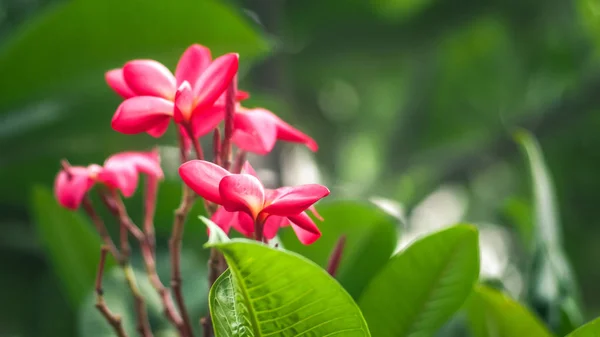 Bela flor de rubra Plumeria vermelha — Fotografia de Stock