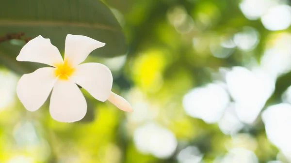 Belle fleur blanche plumeria rubra — Photo