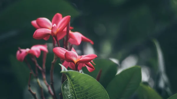 Belle fleur rouge Plumeria rubra — Photo