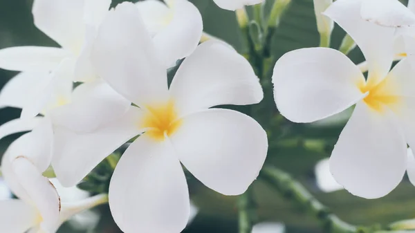 Belle fleur blanche plumeria rubra — Photo