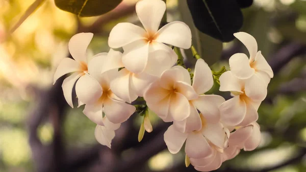 Gyönyörű fehér plumeria rubra virág — Stock Fotó