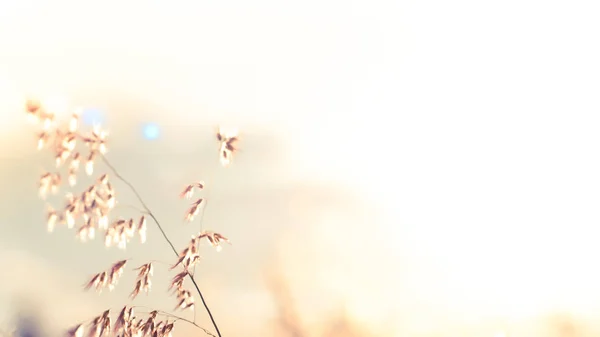 Wilde Bloemen Het Veld Sunset Licht Natuur Achtergrond Wild Gras — Stockfoto