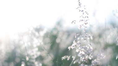 Gün batımı ışık doğa arka planda alanda vahşi çiçekler. Güzel gün batımı ışığında çayırda büyüyen yabani çim