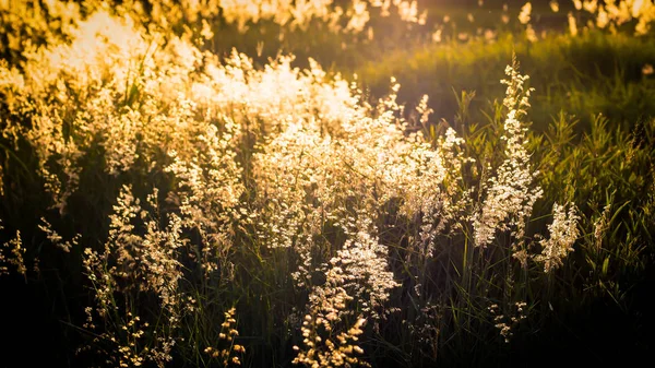 Wild flowers on the field in sunset light nature background. Wild grass growing on the meadow in beautiful sunset light