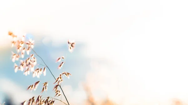 Ett Vackert Glänsande Fält Gyllene Blommor — Stockfoto