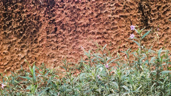 toprak duvar arka plan ile yabani çim alanında çiçek çiçeği