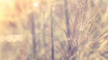 Bulanık doğa arka plan üzerinde altın kır çiçekleri güzel bir parlak alan