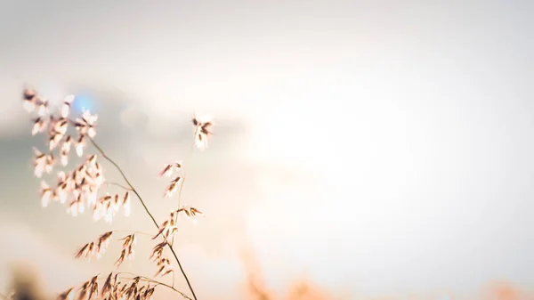 Ett Vackert Glänsande Fält Gyllene Blommor — Stockfoto